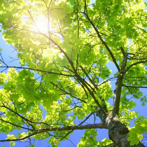 国内自拍青青草
